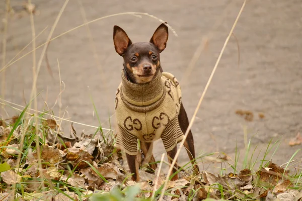 Забавна собака на осінній прогулянці в комбінезоні Ліцензійні Стокові Зображення