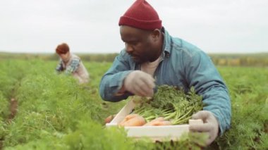 Afrika kökenli Amerikalı çiftçi eldivenlerle tarlada taze havuç topluyor ve ahşap kutuya sebze koyuyor.