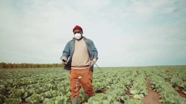 Agricultor Afroamericano Máscara Protectora Guantes Caminando Por Campo Repollo Plantas — Vídeo de stock