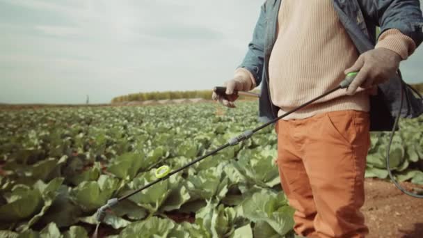 Afroamerykanin Masce Ochronnej Rękawiczkach Stojący Farmie Spryskujący Kapustą Pestycydami Opryskiwaczem — Wideo stockowe