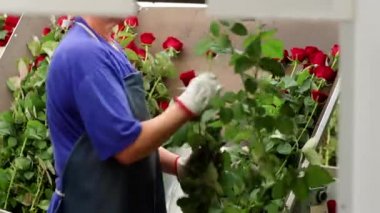 Fabrikadaki çiçek derecelendirme makinesine kırmızı güller yükleyen kadın işçi.