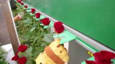 Çiçek işleme makinesinin taşıyıcısına kırmızı güller yükleyen eldiven giymiş tanınmayan fabrika işçisinin yüksek açılı görüntüsü.