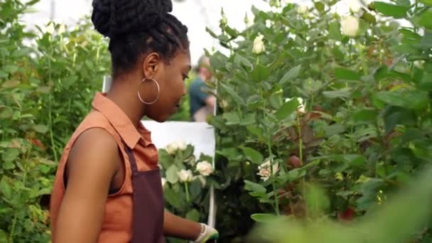 Africká Američanka Zástěře Rukavice Řezání Růží Prořezávání Nůžky Při Práci — Stock video