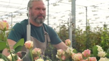 Önlüklü, beyaz bir adam çiçek serasında taze kesilmiş güllerle tramvayı itiyor.
