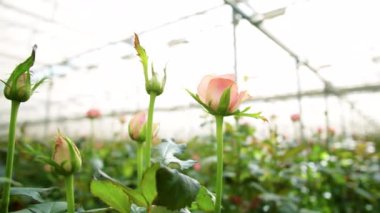 Çiçek serasında büyüyen açık pembe güllerin kavis açısını kapat