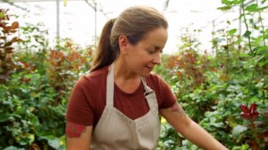 Önlüklü beyaz kadın çiçekçi, çiçek serasında yürüyor, gülümsüyor ve iş günü bitkilerle ilgileniyor.