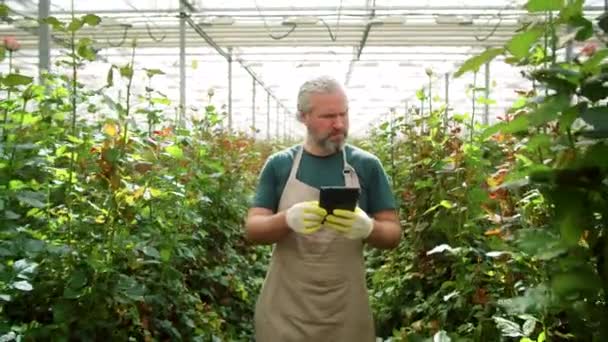 Medelålders Hanflorist Förkläde Och Handskar Promenader Blomma Växthus Undersöka Växter — Stockvideo