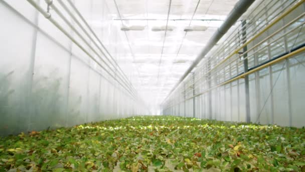 Tilt Shot Roses Sprouts Being Sprayed Automated Watering System Flower — Stok Video