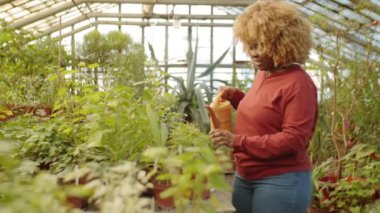 Afrika kökenli Amerikalı kadın çiftçi çiçek serasında çalışırken saksı suladı.