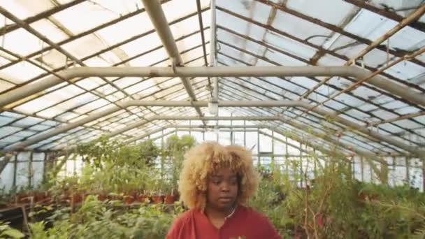 Tilt Shot African American Female Worker Walking Greenhouse Farm Unloading — Vídeos de Stock