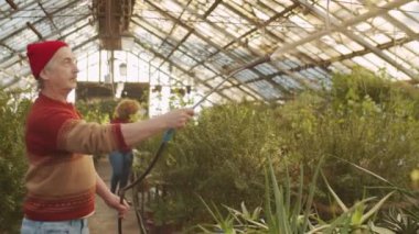 Serada çiçek sıkarken bahçe hortumu kullanan yaşlı beyaz bir adam.