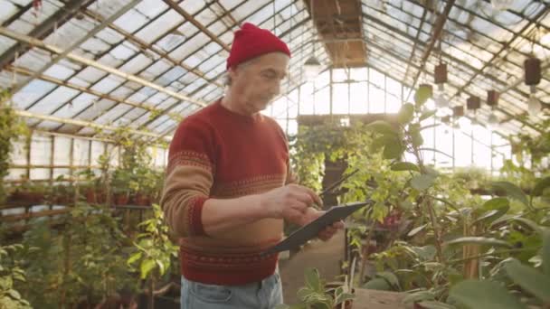 Trabajador Senior Contando Plantas Tomando Notas Portapapeles Mientras Supervisa Invernadero — Vídeos de Stock