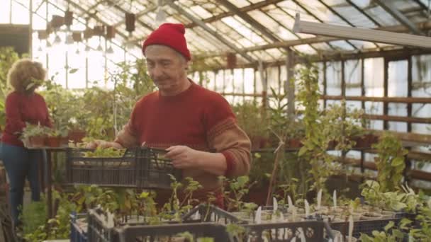 Anciano Trabajador Masculino Quitando Macetas Caja Mientras Trabaja Granja Invernadero — Vídeos de Stock