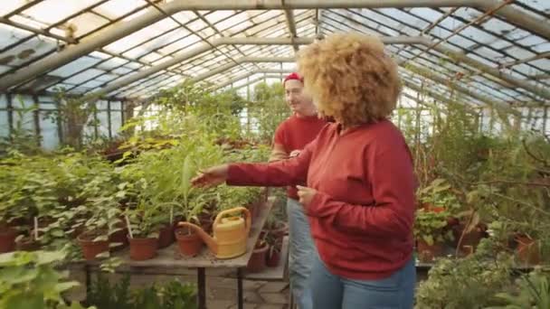 Ung Afroamerikansk Kvinna Går Växthusodling Och Berättar Blommor Till Senior — Stockvideo