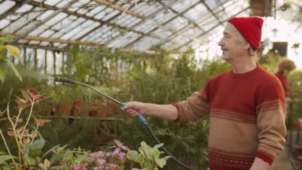 Senior Man Besprutning Växter Medan Arbetar Blomma Växthus Gård — Stockvideo
