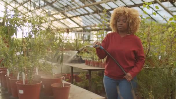 Afroamerikansk Kvinna Besprutning Blommor Med Trädgårdsslang Jobbet Växthus Gård — Stockvideo