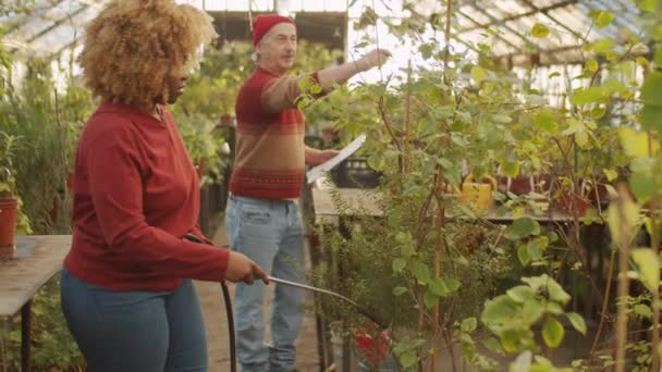 African American Woman Spraying Flowers Greenhouse Farm While Senior Caucasian — Stock videók