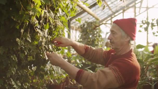 Hombre Caucásico Mayor Planta Poda Con Cizallas Jardín Mientras Trabaja — Vídeos de Stock