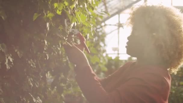 Mladá Afroameričanka Prořezávání Závod Zahradními Nůžkami Při Práci Květinovém Skleníku — Stock video