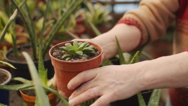 Close Arc Shot Hands Unrecognizable Male Farmer Holding Potted Succulent — ストック動画