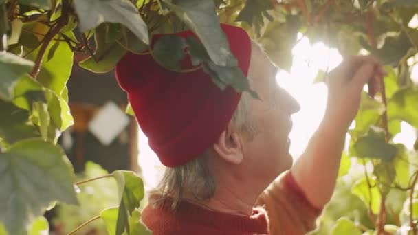 Hombre Mayor Planta Poda Con Cizallas Jardín Trabajo Invernadero Flores — Vídeos de Stock