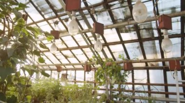 Geniş çiçek serasının içinde bir sürü yeşil bitki var ve orada hiç insan yok.