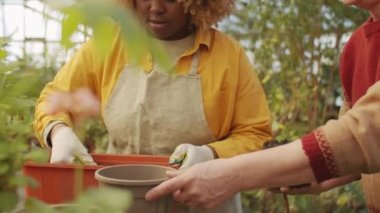 Genç Afrikalı Amerikalı kadın saksıyı toprakla doldururken aynı zamanda sera çiftliğindeki kıdemli erkek meslektaşıyla çiçek saksısını yeniden yerleştiriyor.
