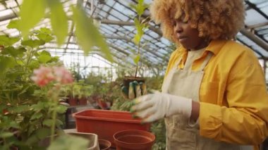 Önlüklü ve eldivenli genç Afrikalı Amerikalı kadın saksıyı taze toprakla dolduruyor ve çiçek serasında yeniden saksı dikiyor.
