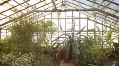 Serada bir sürü bitki olan ve hiç insan olmayan çiçek fidanlığının içi.