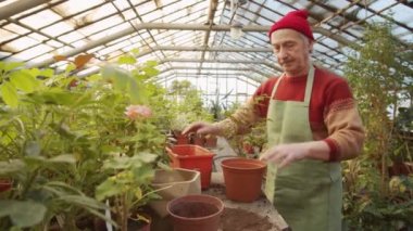 Önlük fabrikasındaki kıdemli adam, çiçek serasında çalışırken taze toprak ekliyor ve saksı sallıyor.