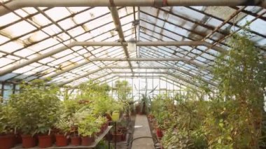 Bir sürü bitkiyle dolu bir çiçek serasının içi.