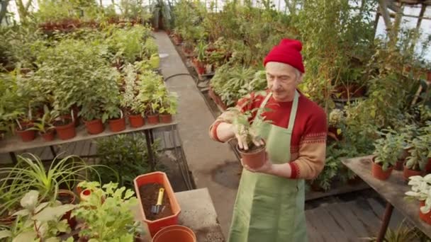 Luta Ner Skott Senior Man Förkläde Bort Växt Från Potten — Stockvideo