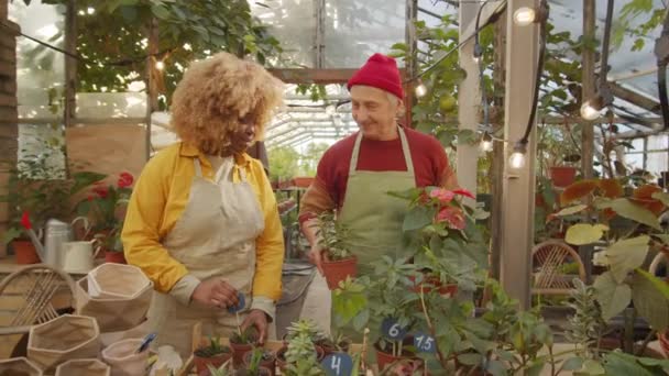 资深白种人在温室里一起工作时 带着鲜花与年轻的非洲裔美国女同事交谈 给植物贴上标签 — 图库视频影像