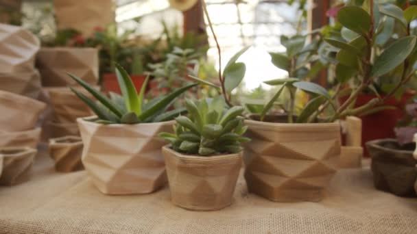 Zoom Tiro Plantas Interior Surtidos Macetas Cerámica Para Venta Floristería — Vídeos de Stock