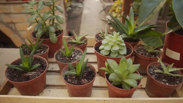 Tilt Close Shot Assorted Succulent Plants Sale Table Flower Shop — Vídeo de Stock