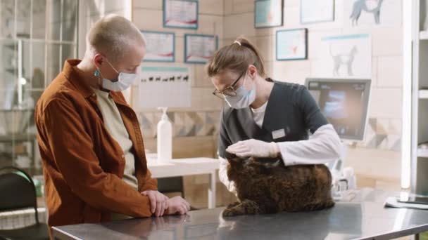 Female Vet Mask Medical Uniform Examining Cat Speaking Owner Appointment — Stockvideo
