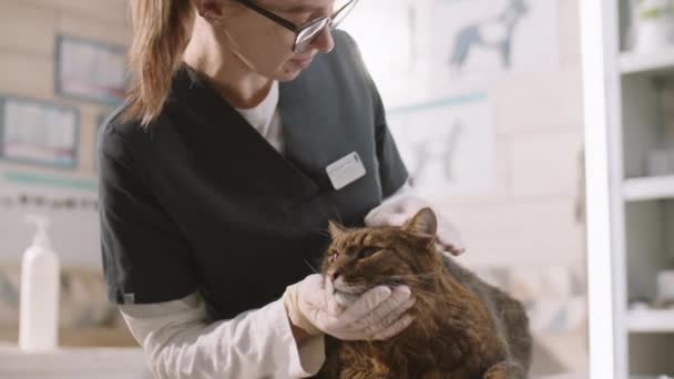 タイトアップショットの女性獣医師で手袋と制服ペット可愛いです猫中に検査でクリニック — ストック動画
