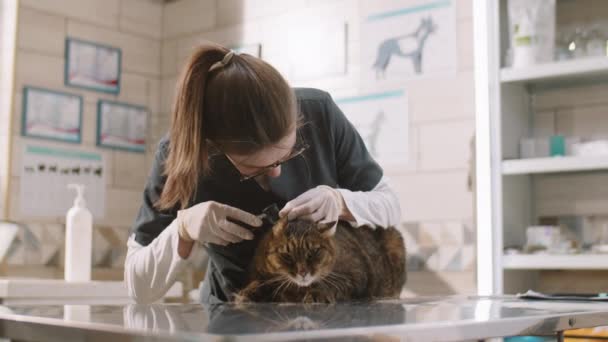 Female Vet Gloves Uniform Using Otoscope While Checking Ears Cat — Vídeo de Stock