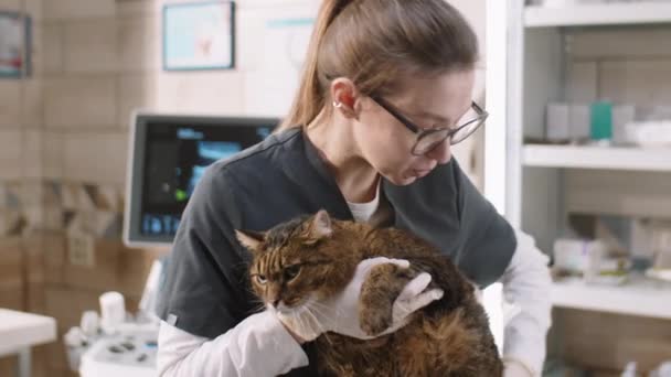 Female Veterinarian Gloves Uniform Palpating Abdomen Cat Health Examination Medical — Vídeo de Stock