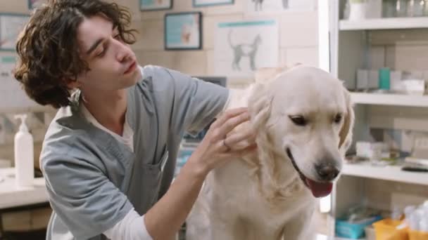 Young Male Veterinarian Uniform Checking Golden Retriever Dog Health Examination — Vídeo de Stock