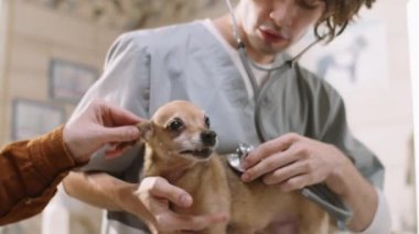 Vet using stethoscope while examining cute little dog as female owner petting her during health checkup in veterinary clinic
