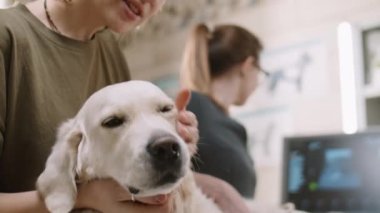 Young woman smiling and petting adorable golden retriever dog while vet doing ultrasound scan of her abdomen in veterinary clinic