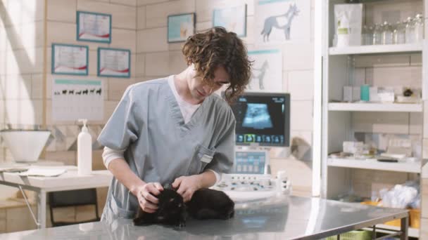 Professional Male Veterinarian Checking Ears Black Cat Otoscope Health Examination — Stockvideo