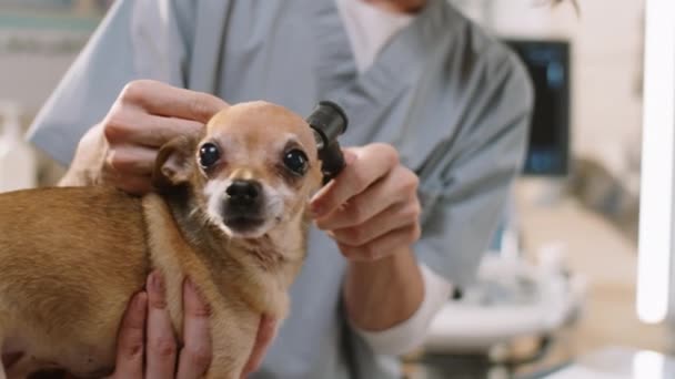 Male Vet Examining Ears Cute Dog Otoscope Health Checkup Veterinary — Vídeo de Stock