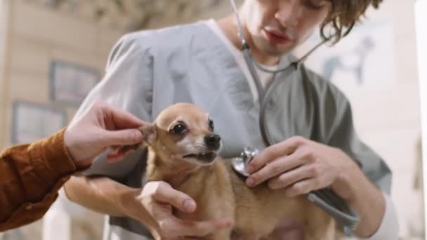 Vet Using Stethoscope While Examining Cute Little Dog Female Owner — Vídeo de Stock