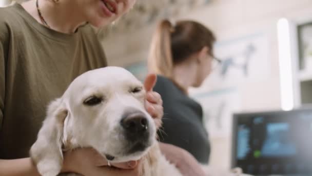 Young Woman Smiling Petting Adorable Golden Retriever Dog While Vet — Stockvideo