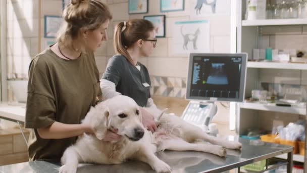 Female Vet Doing Ultrasound Scan Golden Retriever Dog Talking Owner — Vídeo de Stock