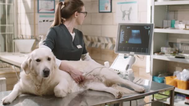 Female Vet Checking Abdomen Cute Golden Retriever Dog Ultrasound Health — ストック動画
