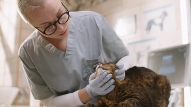 Female Veterinarian Gloves Medical Uniform Examining Cat While Performing Health — Stockvideo