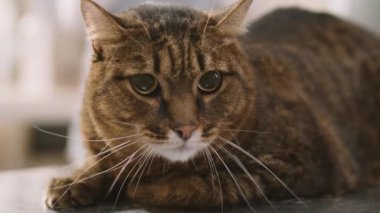 Close up shot of cute cat on examination table in veterinary clinic